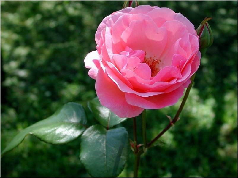 dscn0012731