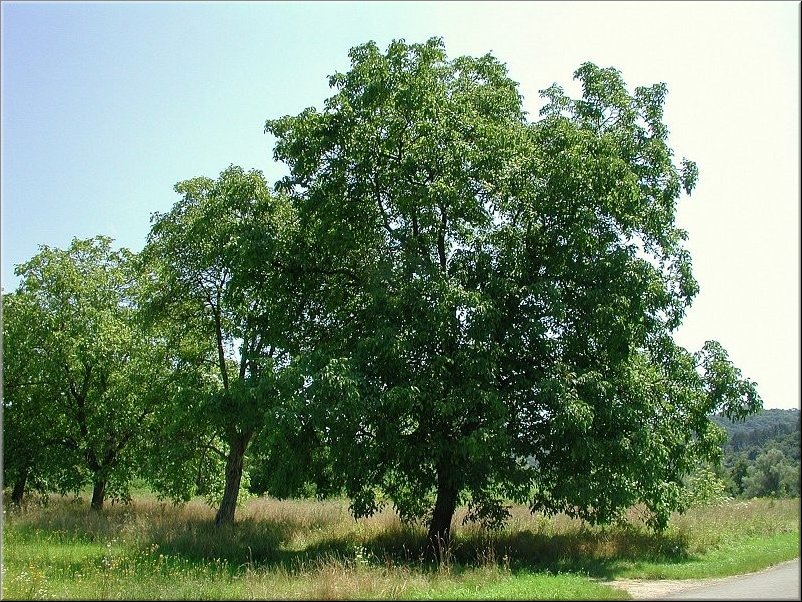 dscn0012753