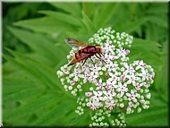 dscn0012745-2.jpg