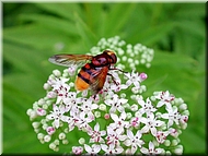 dscn0012746-2.jpg