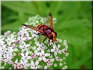 dscn0012747-2.jpg