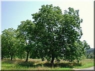 dscn0012753-2.jpg