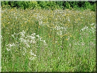dscn0012757-2.jpg