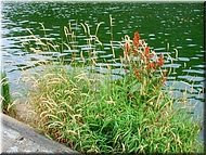 N2008-07-31-1501