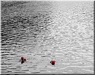 N2008-07-31-1553
