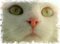 Minette, Minou, Chat, Félin...