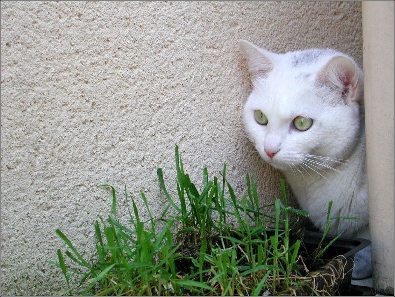  Le Chat 004
