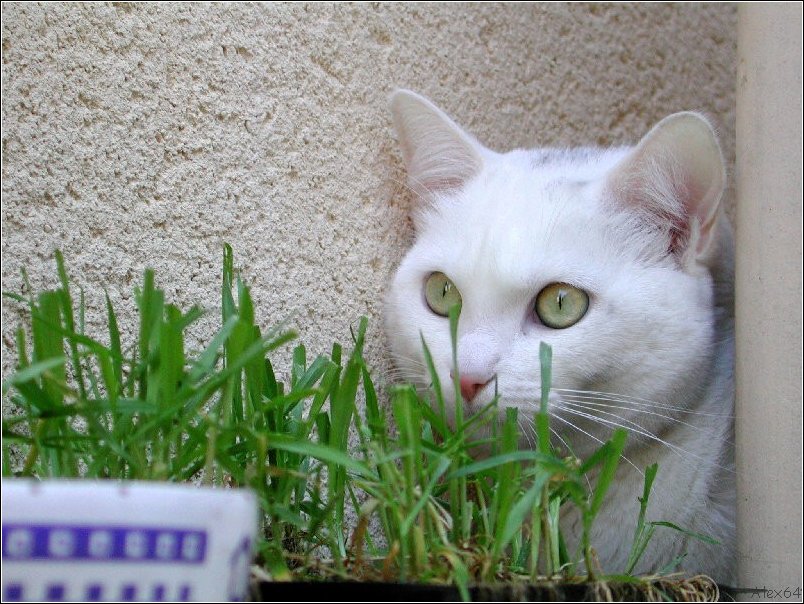  Le Chat 005