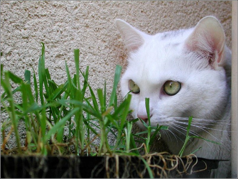  Le Chat 006