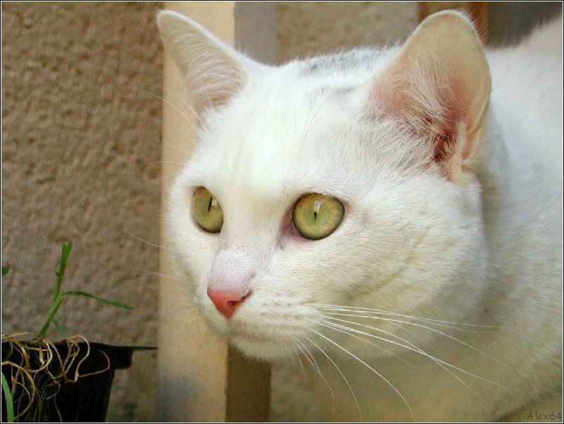  Le Chat 007