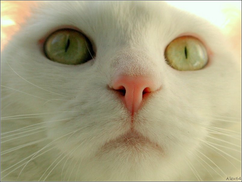  Le Chat 008