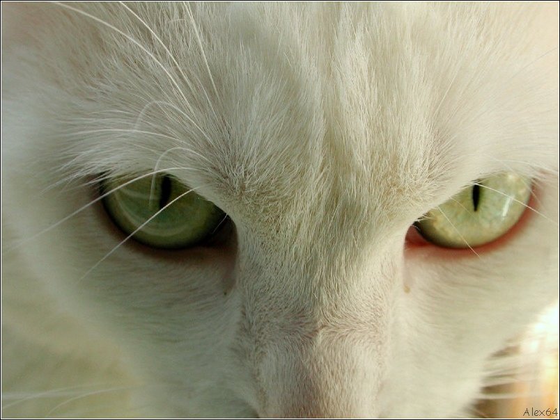  Le Chat 009