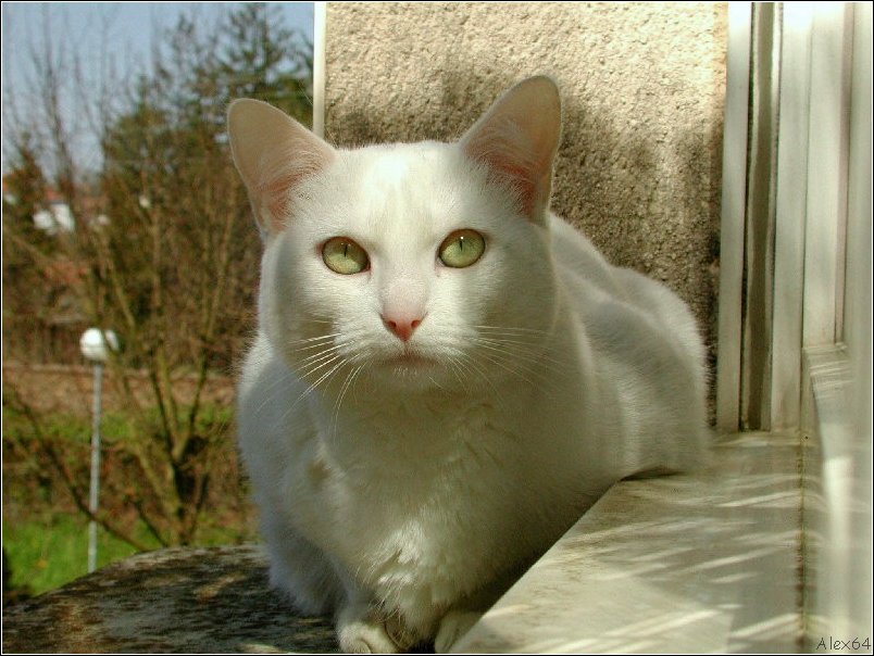  Le Chat 013