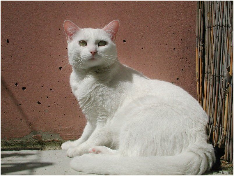  Le Chat 014