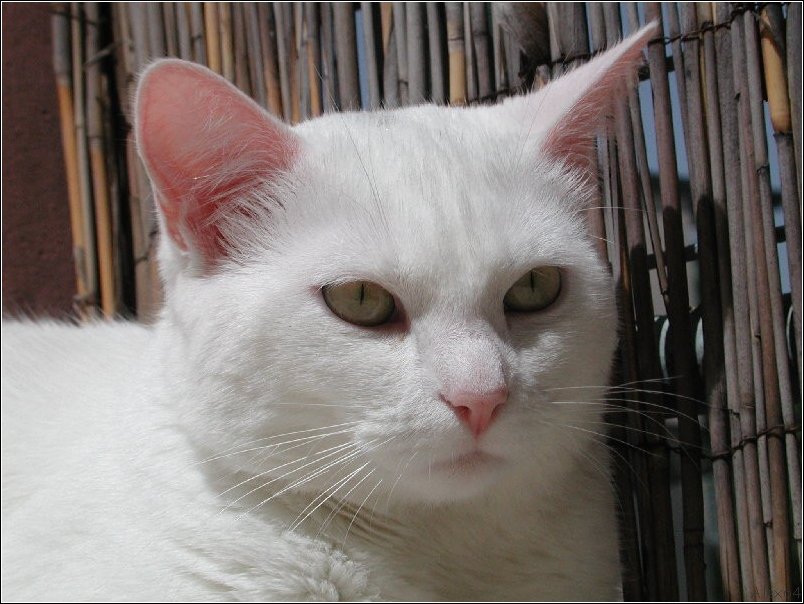  Le Chat 015