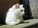  Le Chat 002