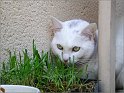  Le Chat 003