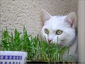  Le Chat 005