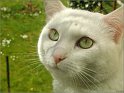  Le Chat 010