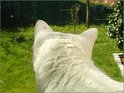  Le Chat 011