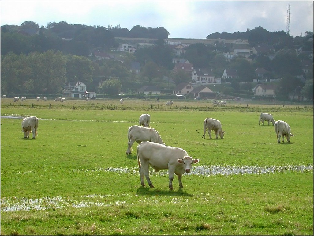 vaches088.jpg