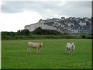vaches086.jpg