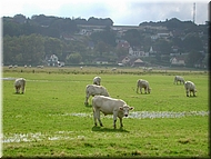 vaches088.jpg