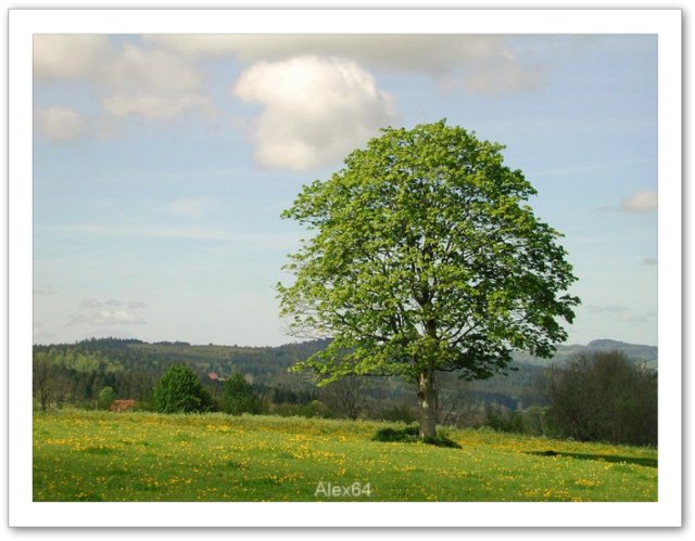 Arbre