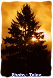 Le sapin qui nous ...